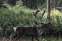 2019-10-05-02.47.15-4